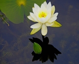 수련