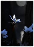 변산바람꽃