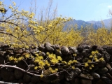 산수유