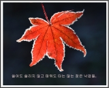 단풍잎