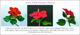 하와이 무궁화