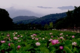 상림의아침연지소경