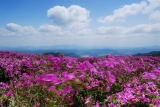 황매산의 봄