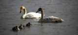 겨울철새 고니 (Tundra Swan)