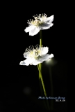 모바일 운전면허증