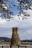 목련